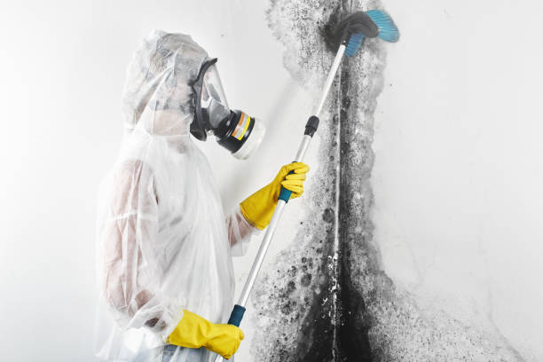 Best Mold Odor Removal Services  in Haines City, FL