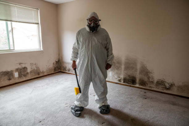 Biohazard Mold Removal in Haines City, FL